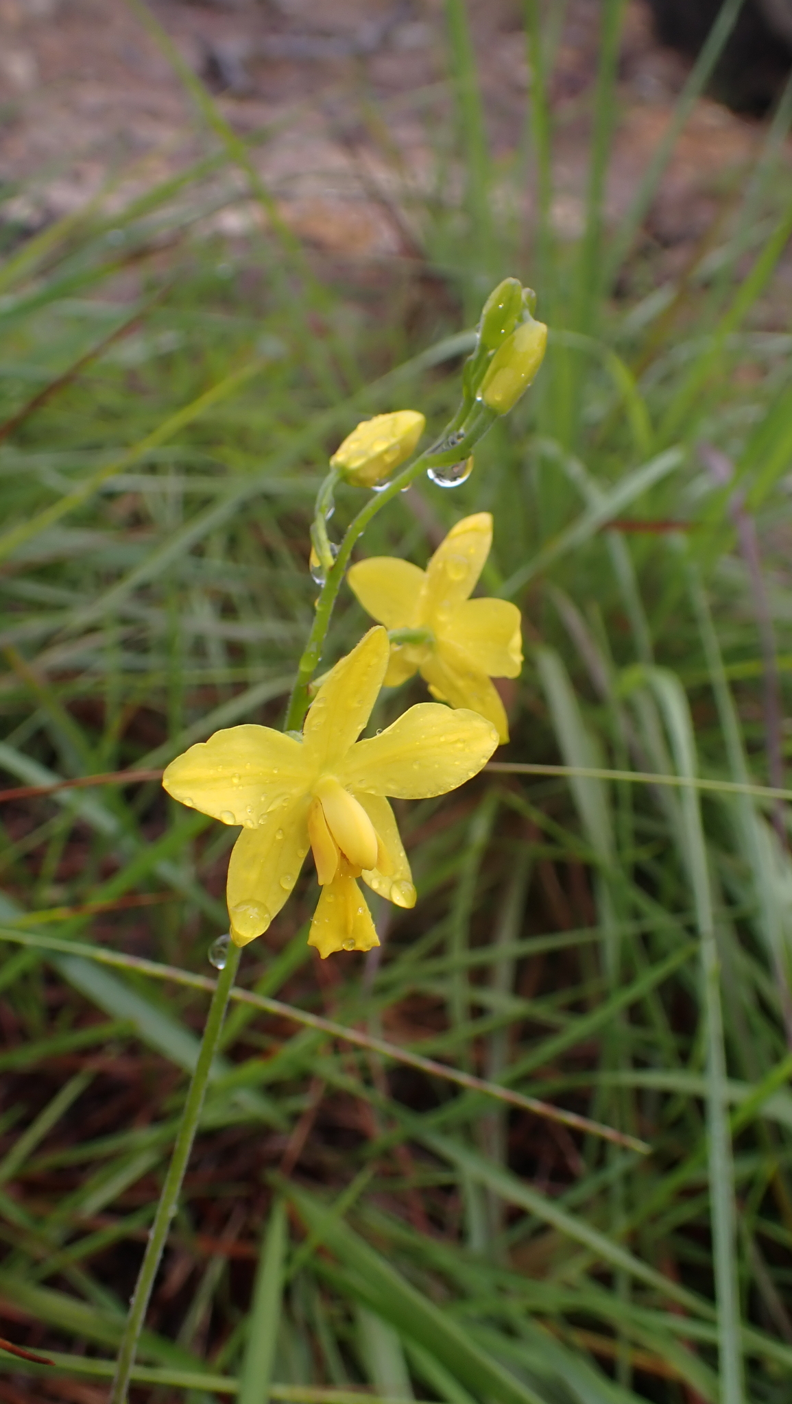 Spathoglottis pubescens — ảnh 3