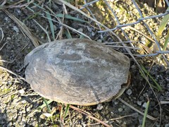 Emys orbicularis persica