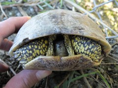 Emys orbicularis persica