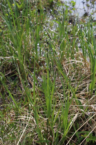 Image of Carex adelostoma by (c) Dmitriy Bochkov, some rights reserved (CC BY)