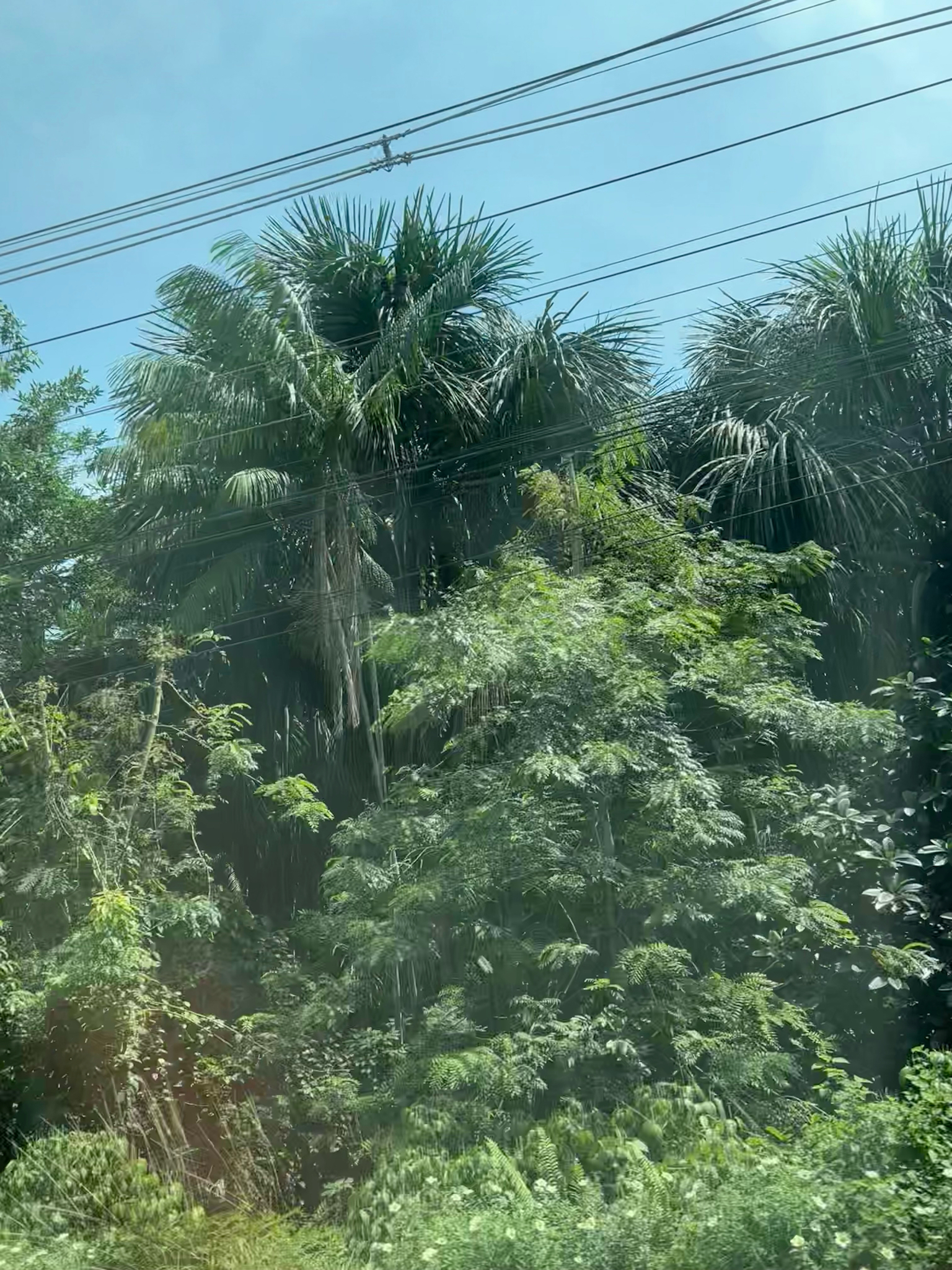 Assai Palm (Euterpe oleracea)