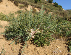 Astragalus oleifolius