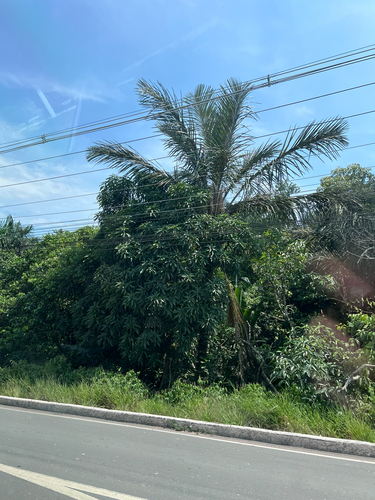 Acuyuru-plam (Astrocaryum aculeatum)