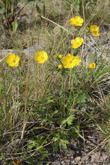 Ranunculus propinquus subborealis