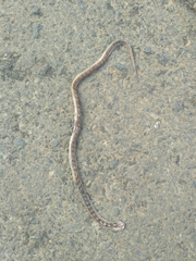 Oligodon taeniolatus