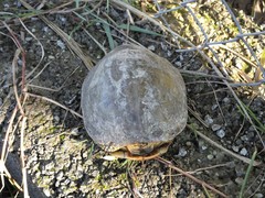 Emys orbicularis persica