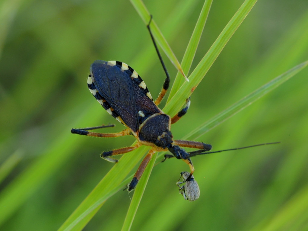 Rhynocoris violentus