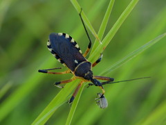 Rhynocoris violentus