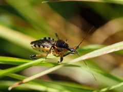 Rhynocoris violentus