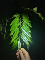 Opisthiolepis heterophylla