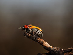 Peploptera