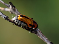 Peploptera