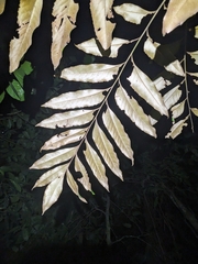 Opisthiolepis heterophylla, photograph (c) Matt B, some rights reserved (CC BY)