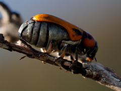 Peploptera