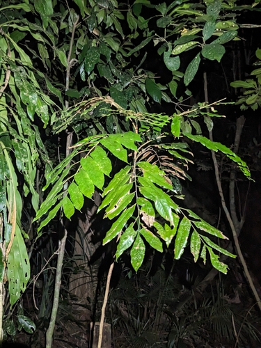 Opisthiolepis heterophylla, photograph 3