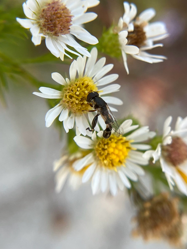 Unknown species found near Wealthy St SE, East Grand Rapids, MI, US