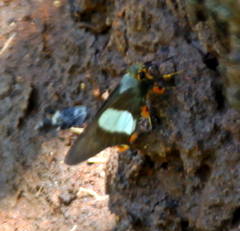 Coeliades forestan forestan