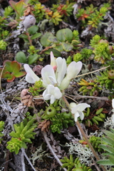 Oxytropis sordida