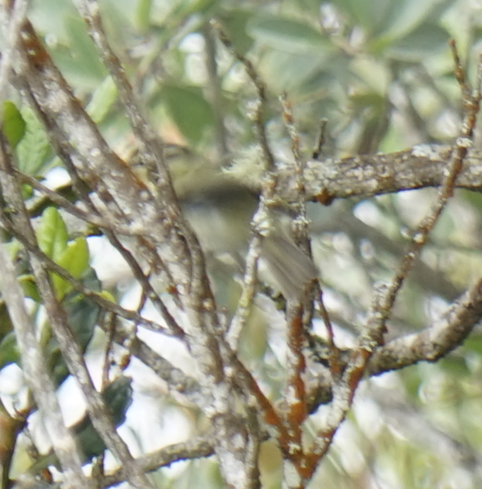 Mountain Leaf Warbler