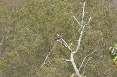 Circaetus beaudouini