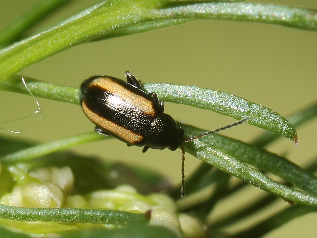 Barley Flea-beetle
