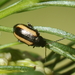 Barley Flea-Beetle - Photo (c) Dina Nesterkova, some rights reserved (CC BY-NC), uploaded by Dina Nesterkova
