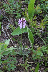 Dactylorhiza fuchsii psychrophila