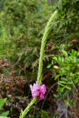 Stachytarpheta mutabilis