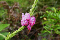 Stachytarpheta mutabilis