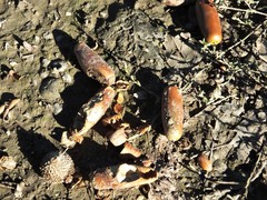 Quercus castaneifolia