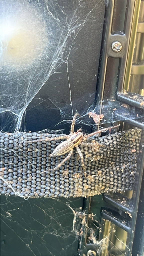 Grass Spiders