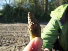 Quercus castaneifolia