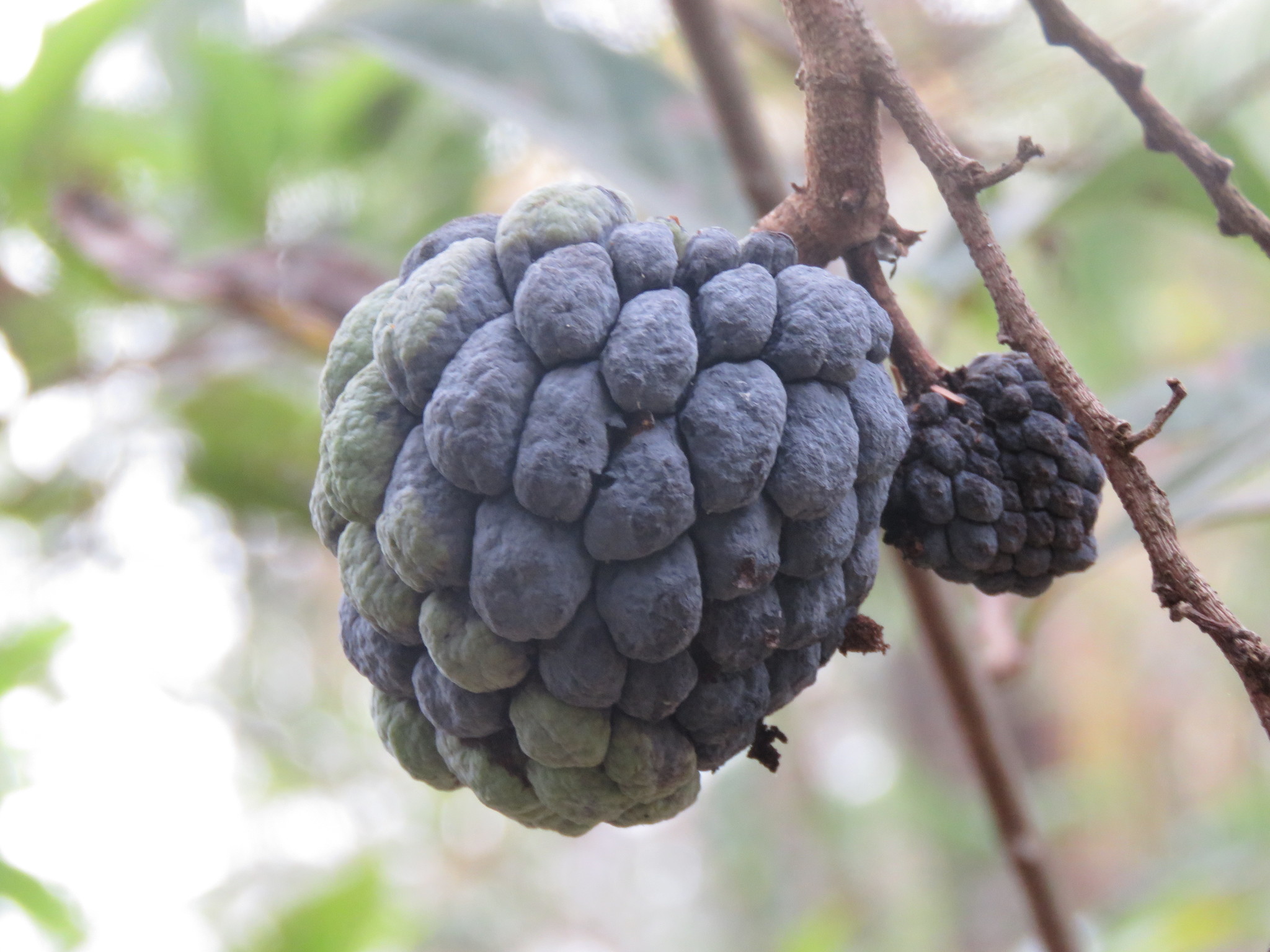 Annona squamosa