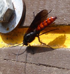 Elaphroptera