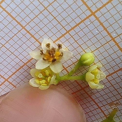 Cinnamomum glanduliferum, 2025-10-04