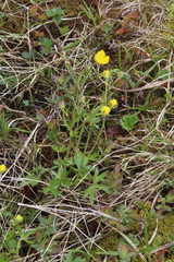 Ranunculus propinquus subborealis