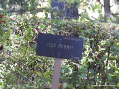 Ilex pernyi