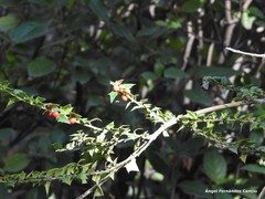 Ilex pernyi