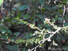 Ilex pernyi