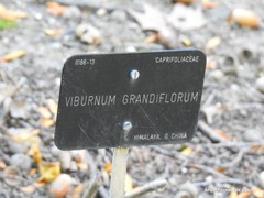 Viburnum grandiflorum