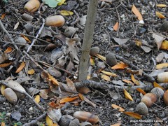 Viburnum grandiflorum