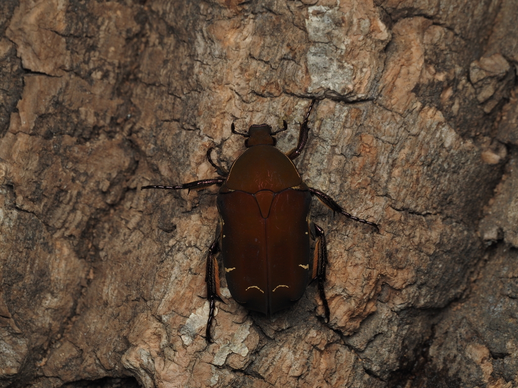 Protaetia pavicevici
