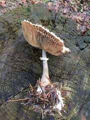Leucoagaricus nympharum