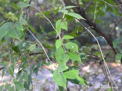 Syringa tomentella