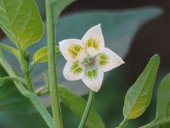Capsicum baccatum