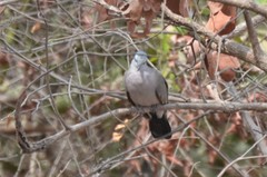 Turtur abyssinicus
