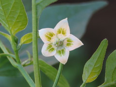 Capsicum baccatum