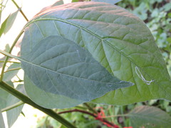 Capsicum baccatum