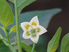 Capsicum baccatum