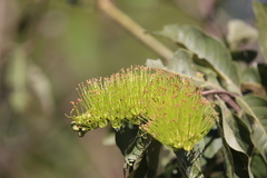 Combretum lanceolatum